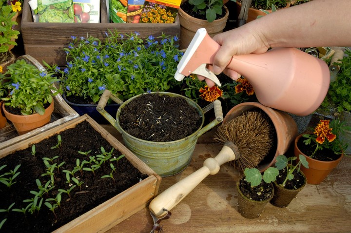 Nova zahrada - ako pestovat kvitnuce druhy